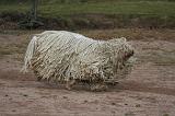 KOMONDOR 097